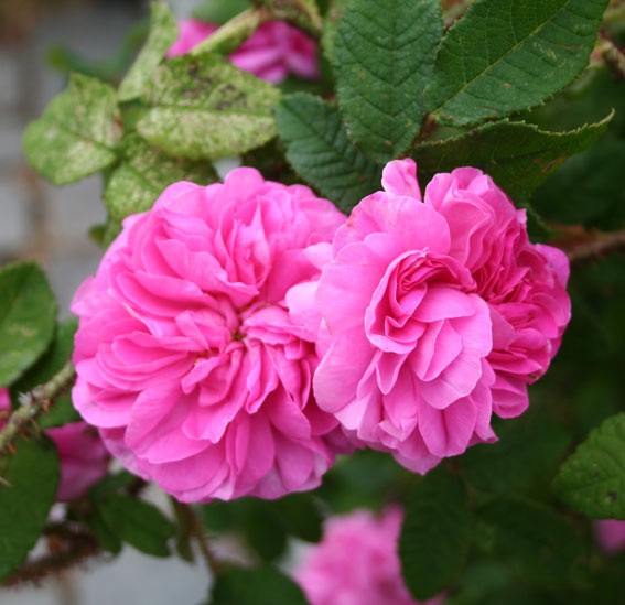 'Maiden's Blush'